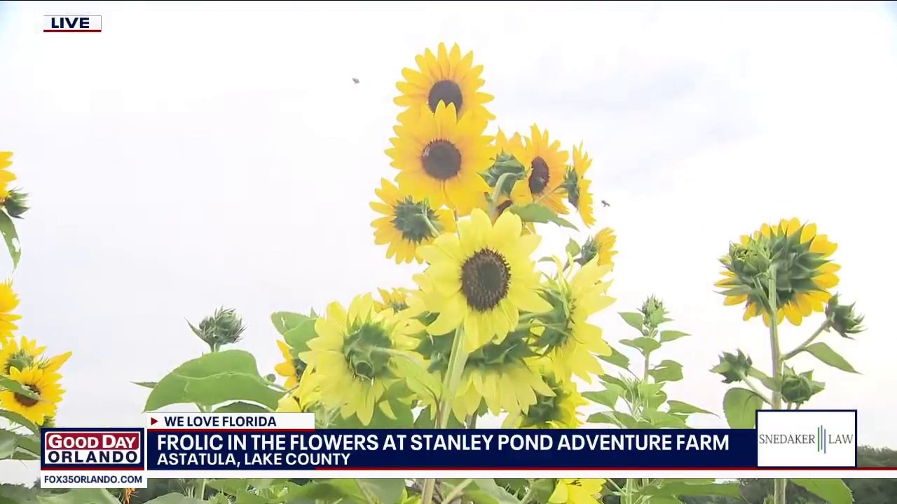 Frolic in the flowers at Stanley Pond Adventure Farm 