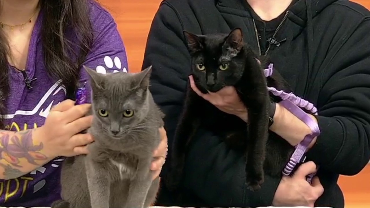 Pet of the day: Wildberry Sidecar and Smoky Paloma