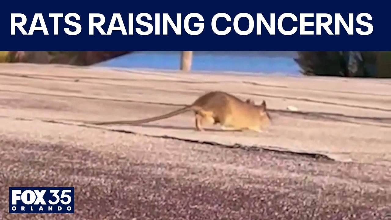New concerns for homeowners living next to rodent-infested house