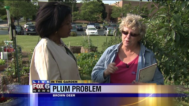 Have problems with your plums? These tips could help