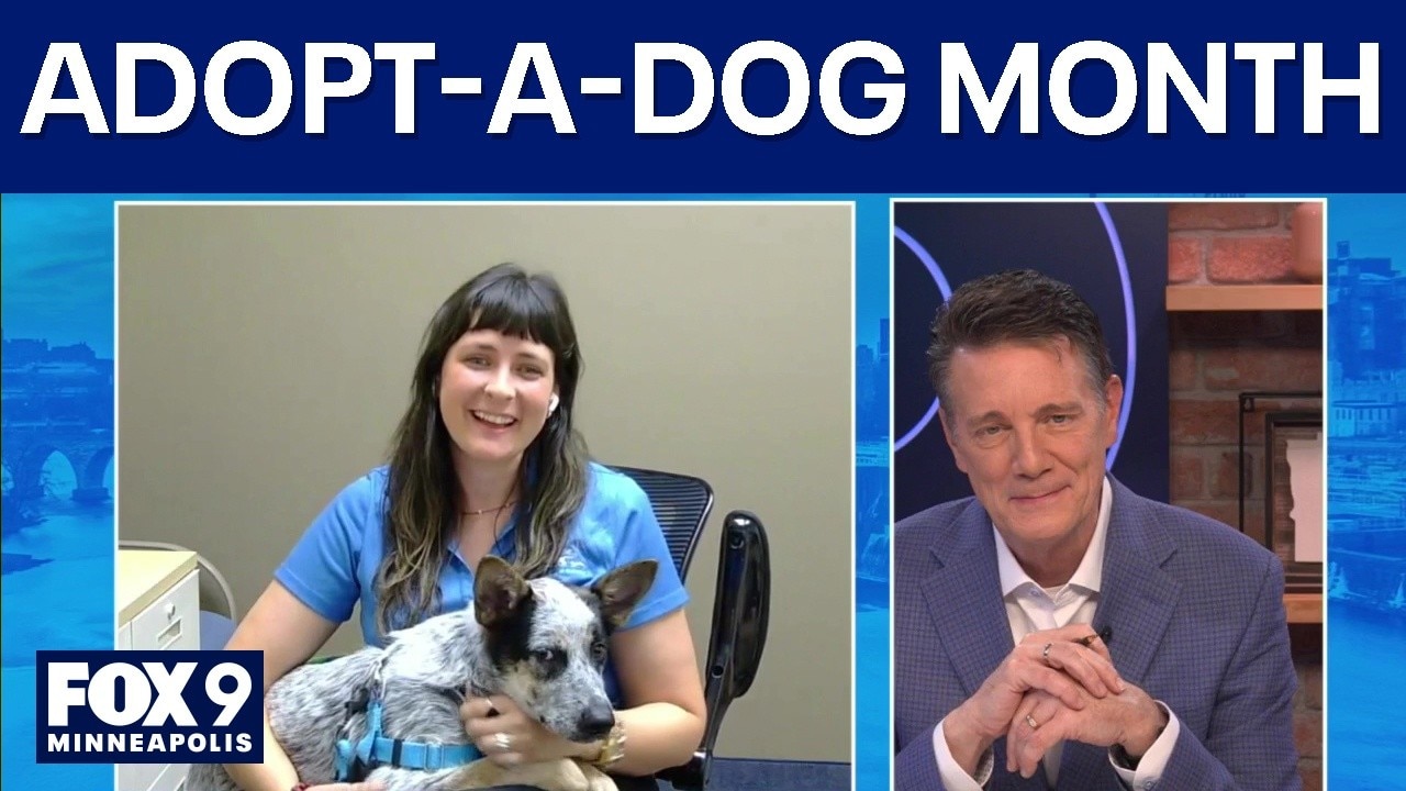 Adopt a Shelter Dog month in Minnesota