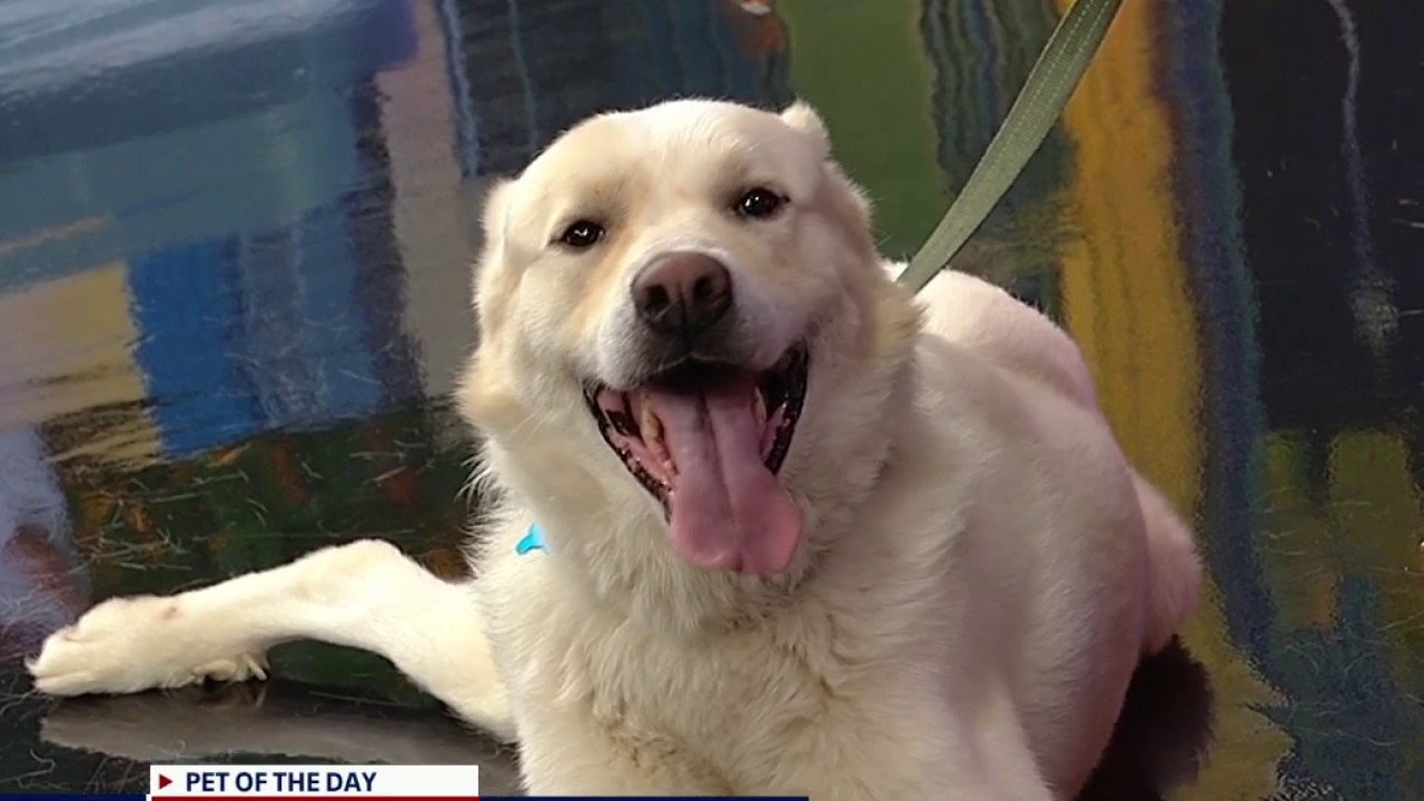 Pet of the day: Woshker