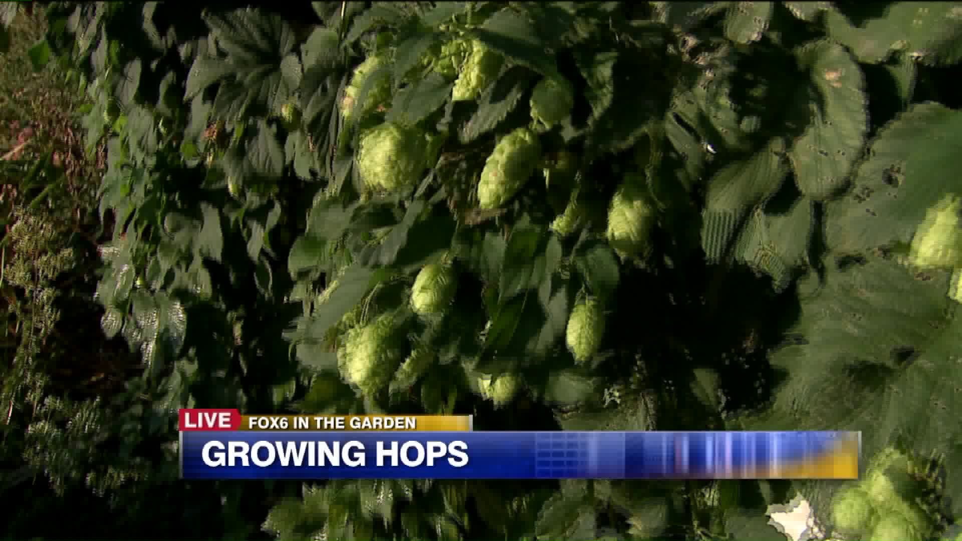 Growing hops