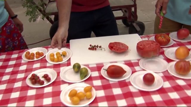 Take part in "Tomatomania" at Milaeger`s