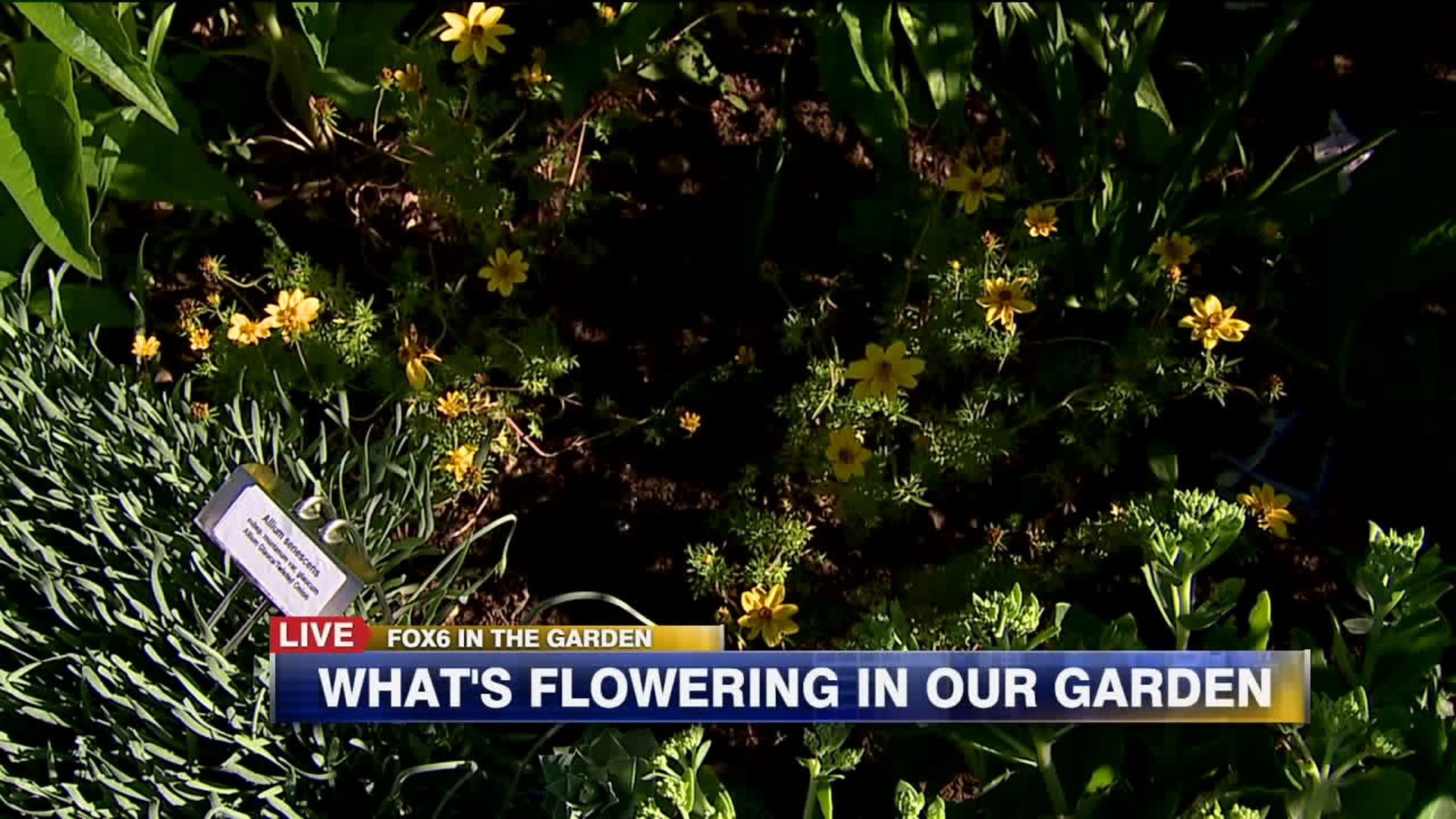 What`s flowering in our garden