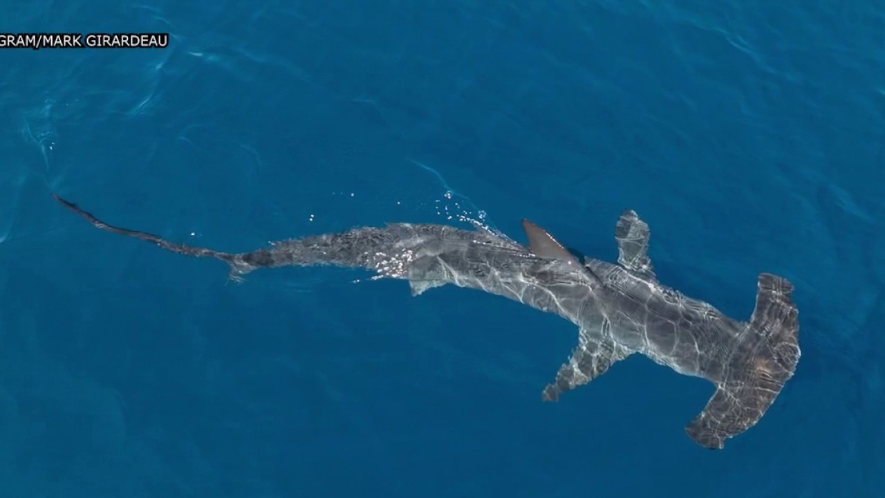 Warm water brings hammerhead shark to Laguna Beach
