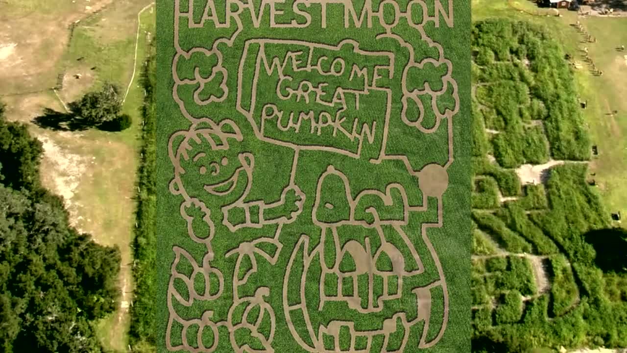 Great Pumpkin corn maze