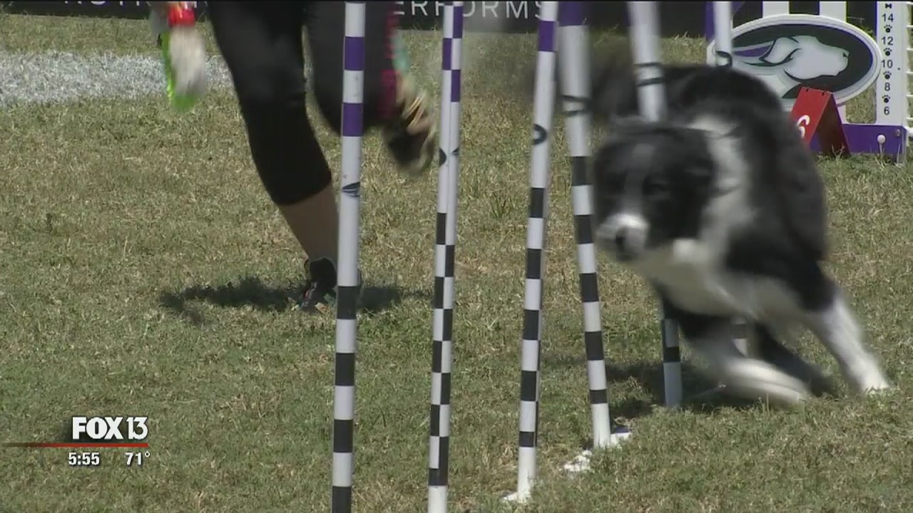 Purina dog challenge