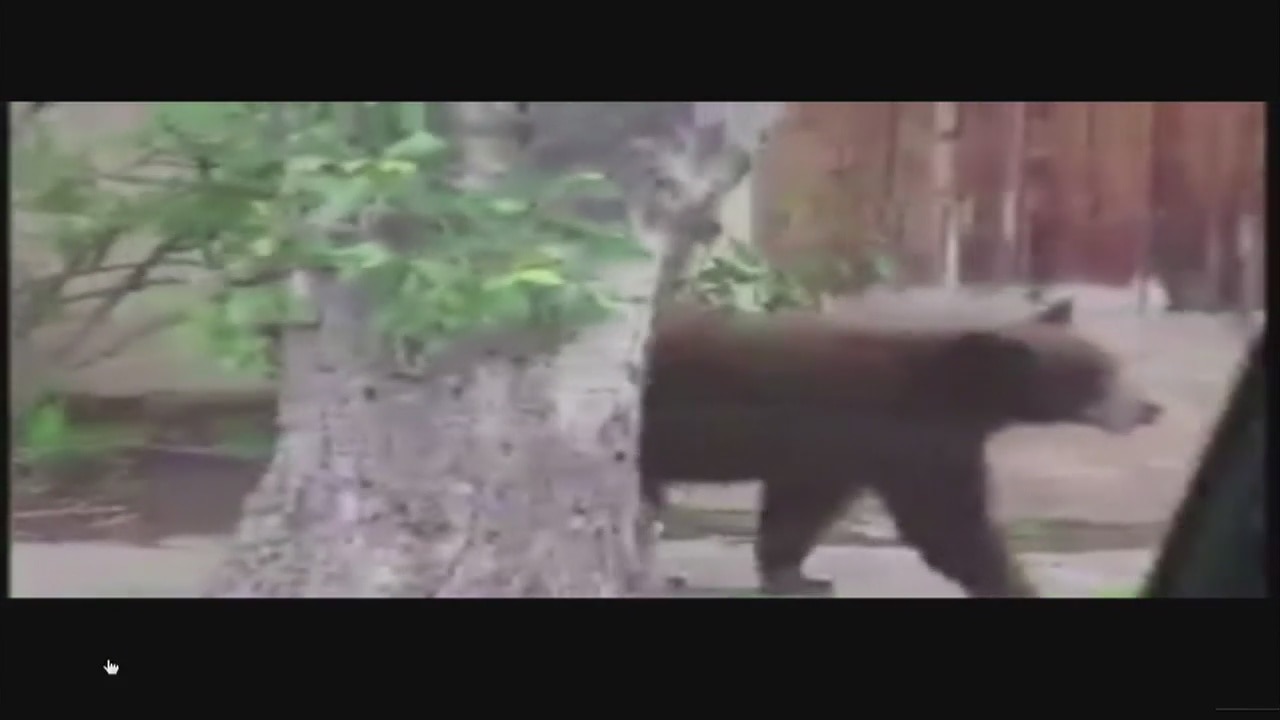 Bear spotted near two Rancho Cucamonga schools