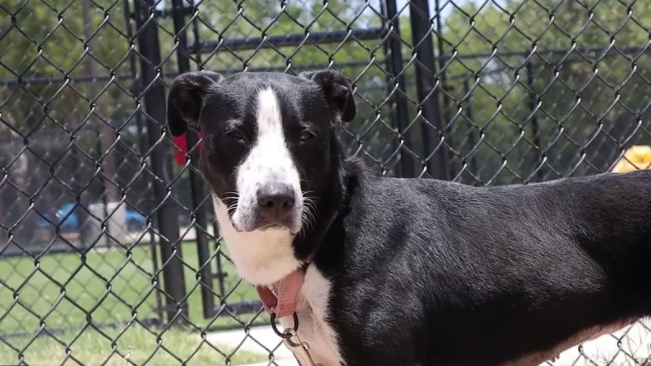 SPCA Pet of the Day |  Meet Millie