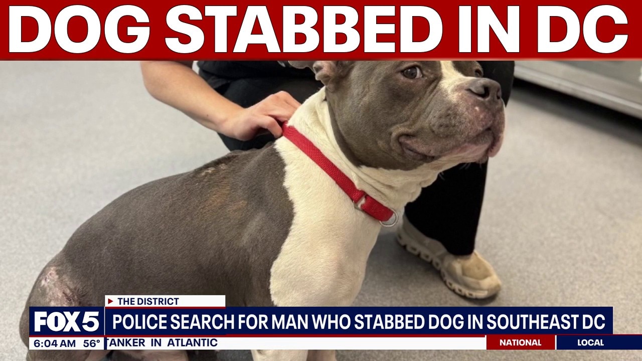 Police search for man who stabbed dog in DC