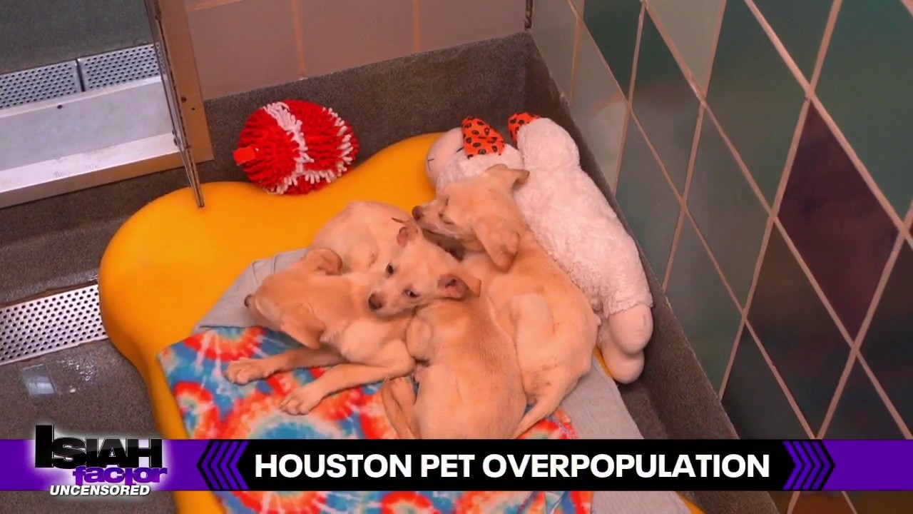 Houston's Animal Shelter Crisis: Why So Many Pets Need Homes
