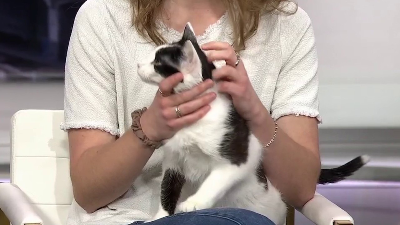 Cat-alyst Ball aims to support rescue cats