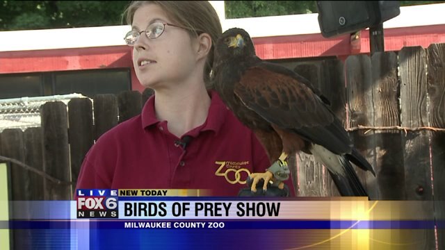 Learn all about the Harris`s Hawk, watch him fly