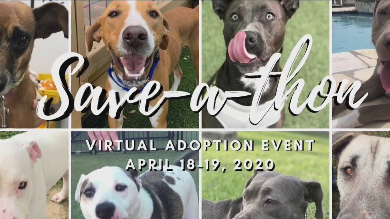 Shelters move to online adoptions during COVID-19 crisis