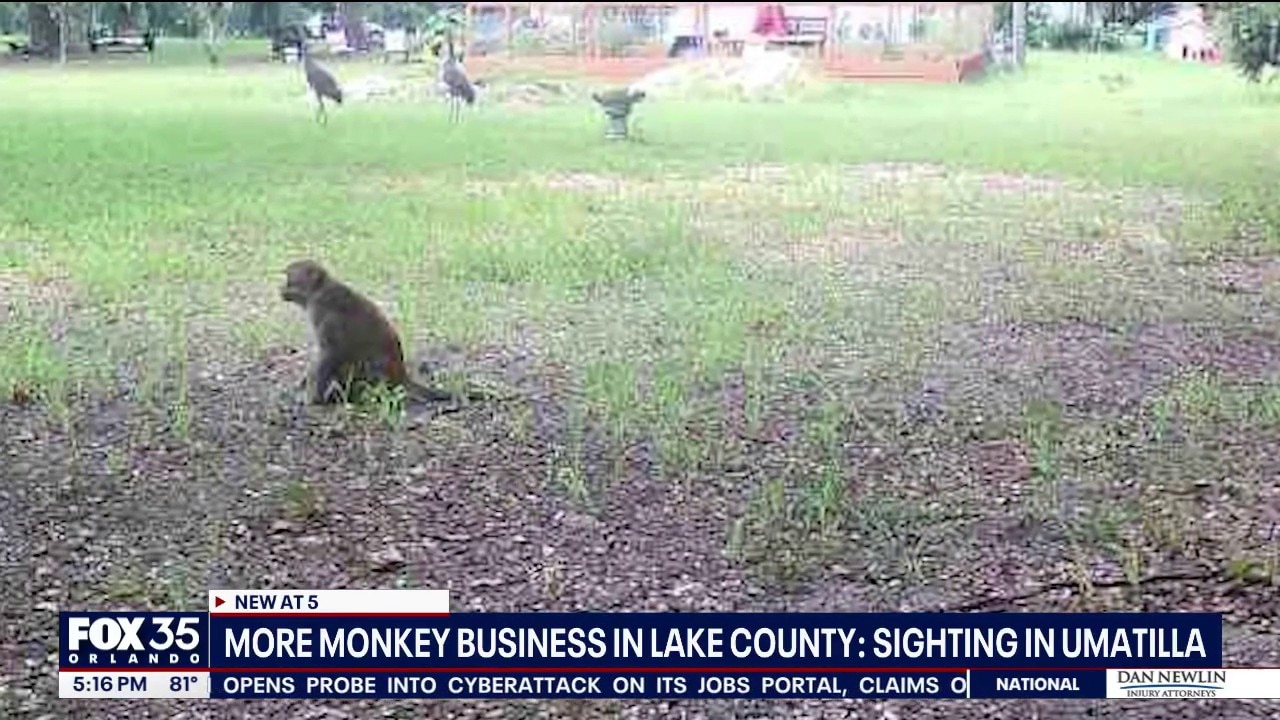 Monkey spotted on Florida man's trail cam