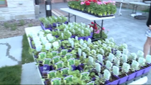 Flowers for mom: "Friends of the Oak Creek Public Library" hosts second annual plant sale