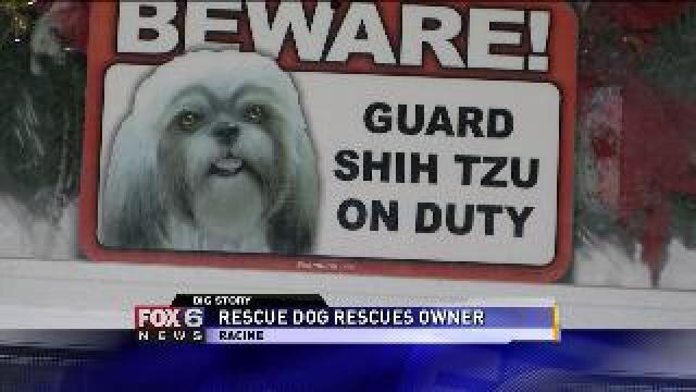 Rescue dog rescues owner
