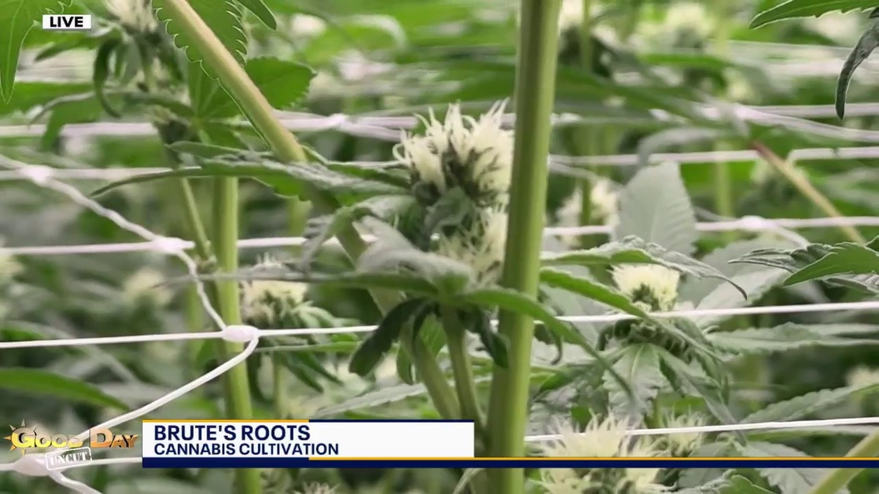 Good Day Uncut: Brute's Roots