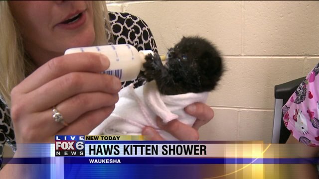 Adorable: Laura feeds a kitten