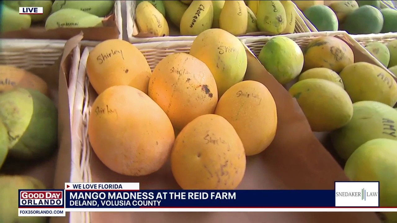Mango Madness returns to Reid Farm in DeLand