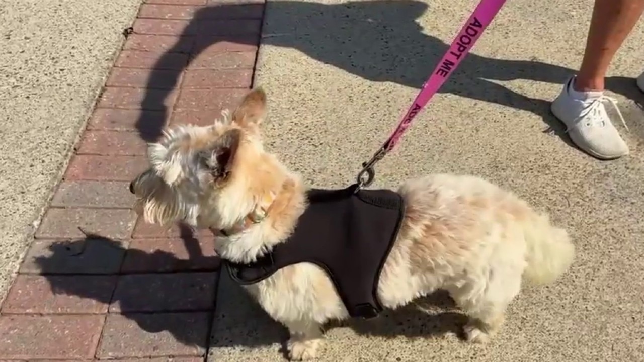 'Swing Fore Strays' golf tournament supports Furkids