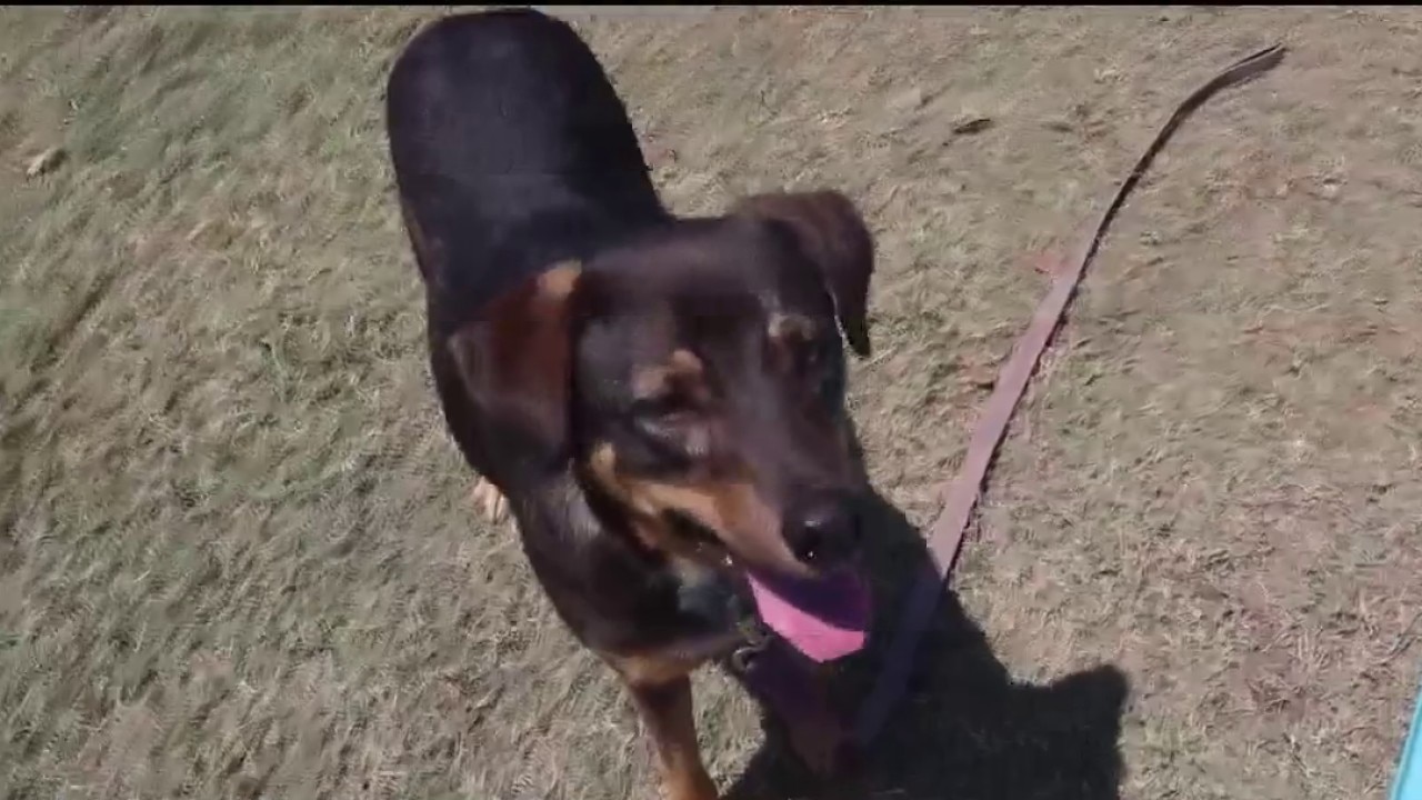 SPCA Pet of the Day: Meet Bud
