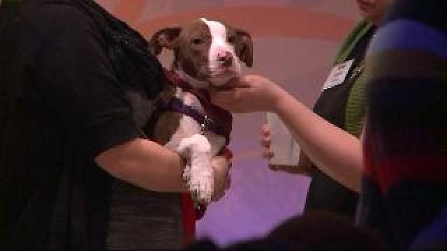 Bride-to-be donates wedding space for Humane Society fundraiser