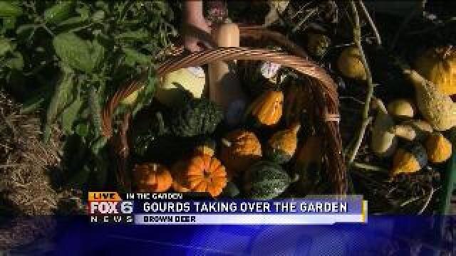Gourds taking over the garden
