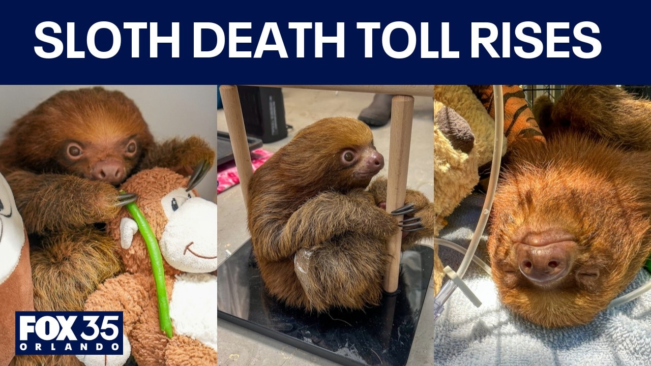 Mr. Ginger, smallest and youngest rescued Sloth World sloth, has died, zoo says