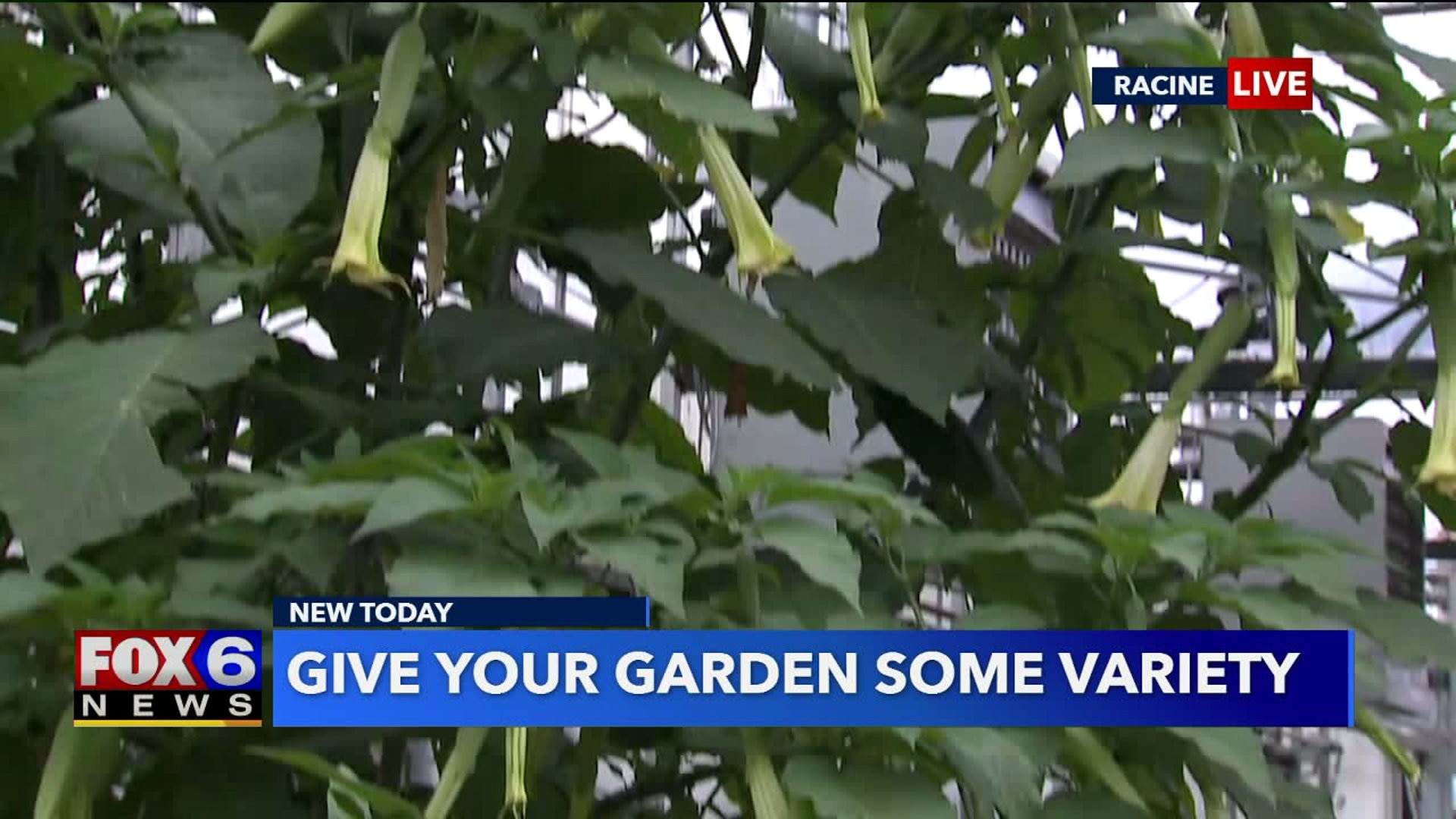 Give your garden some variety