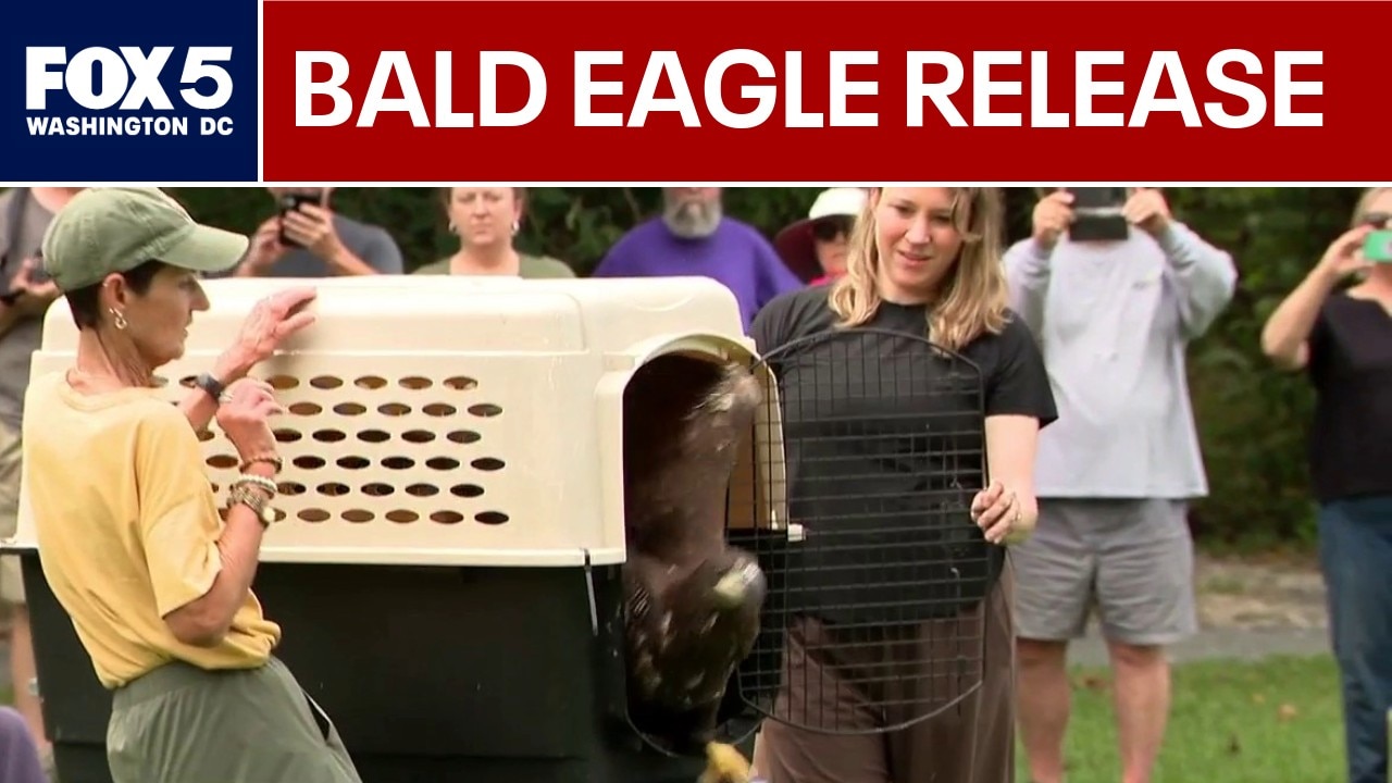 Injured bald eagle released in Fairfax County after months of rehab 