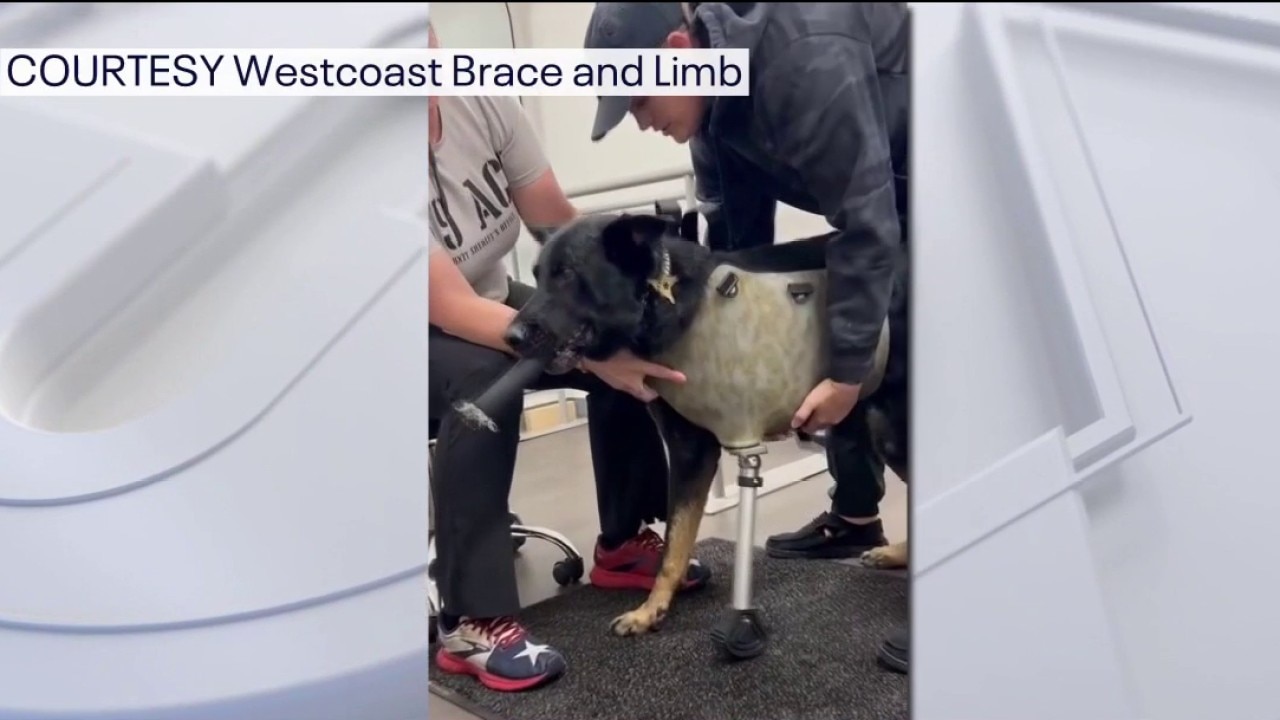 Prosthetic leg donated to K9 Ace