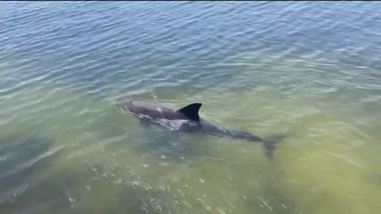 Dolphin, bird tours with Tampa Bay Watersports