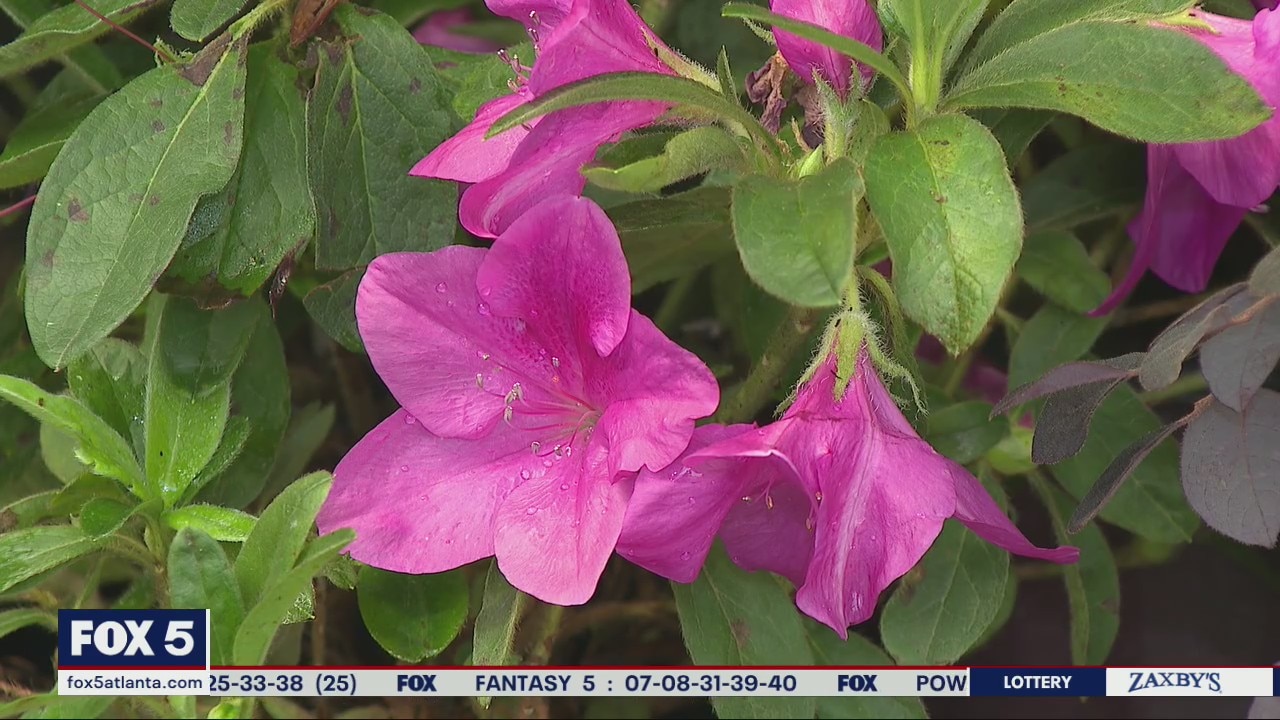 What to plant during the fall
