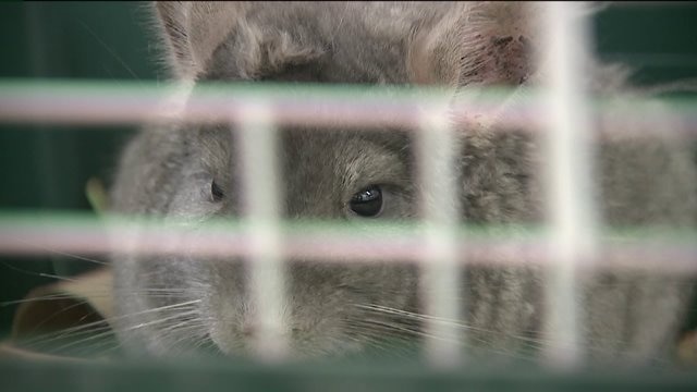 HAWS officials: Caring for 331 chinchillas costs $2,000 a day, families waiting to adopt them