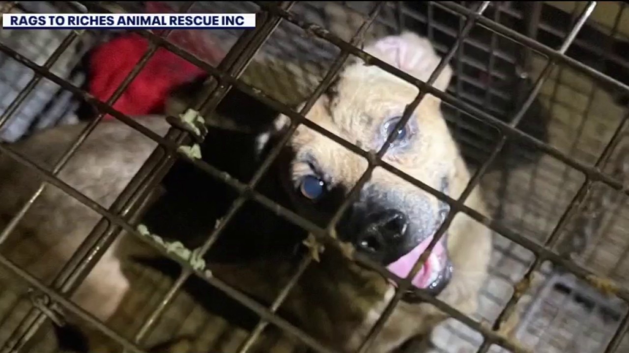 More dachshunds saved from hoarding situation
