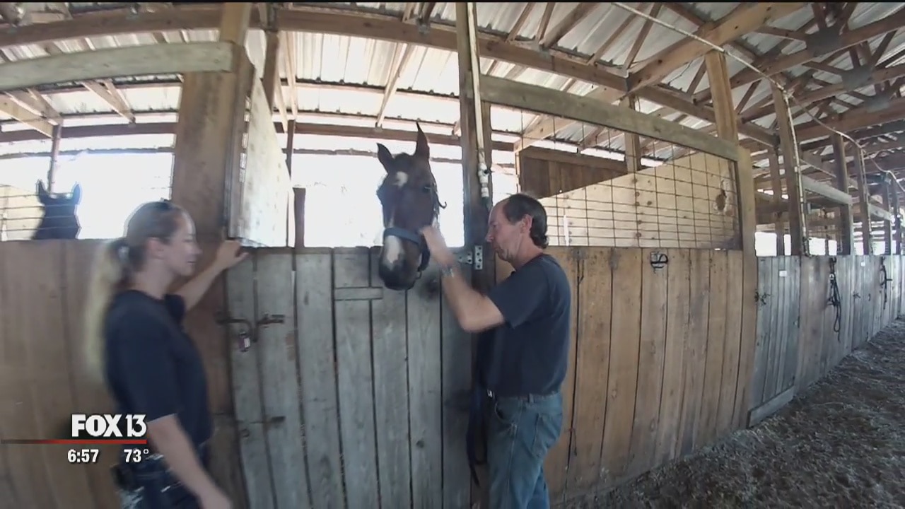 Couple adopts horses to save them from slaughter