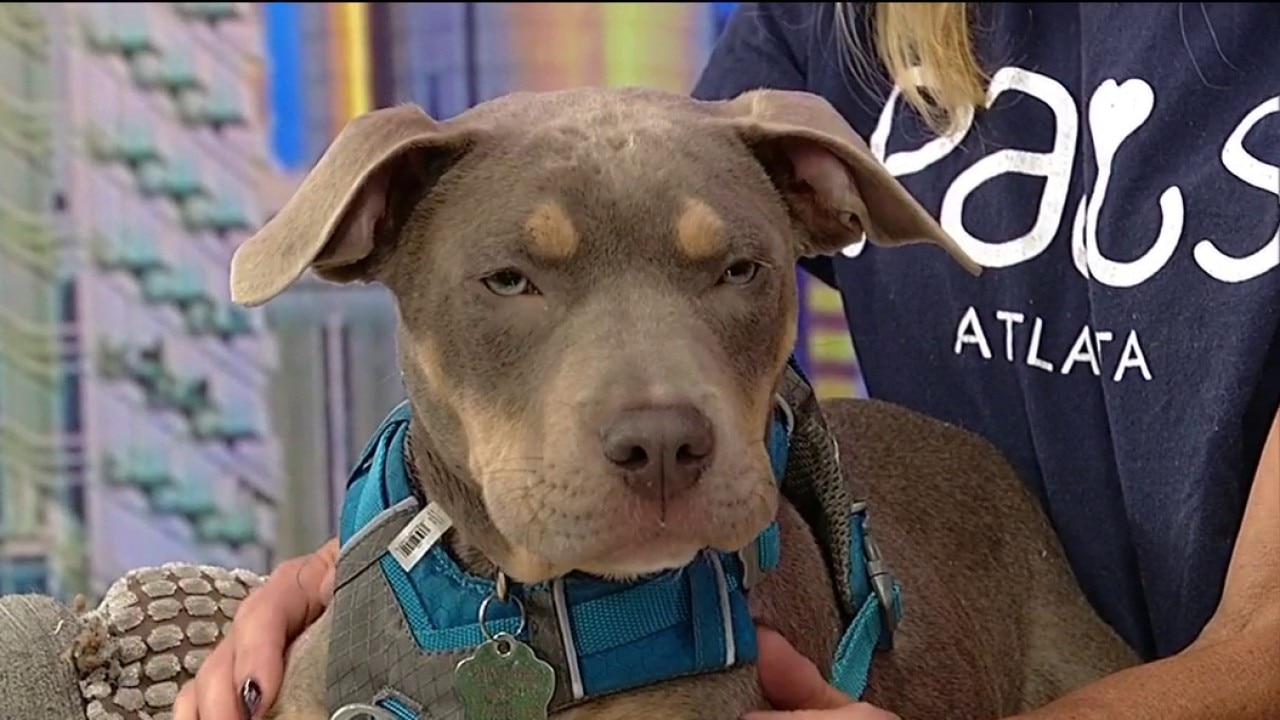 Pet of the Day: Meet Blue!