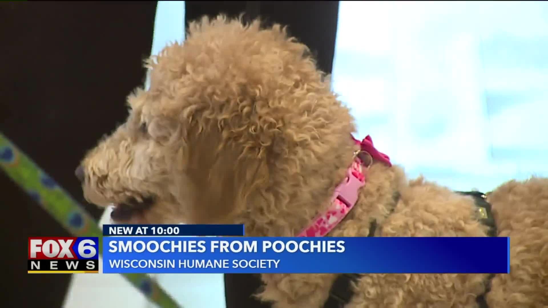 Smoochies with Poochies
