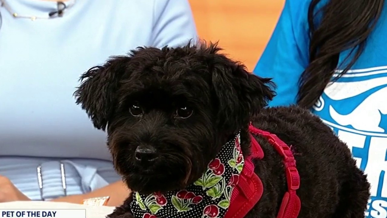 Pet of the day: Boba