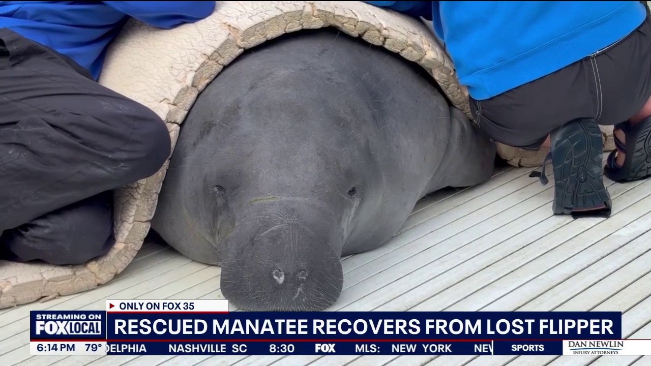 Hurt manatee thriving after losing flipper
