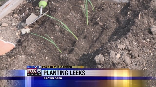 Planting leeks? Produce the most tender stems this fall and into winter, but how?