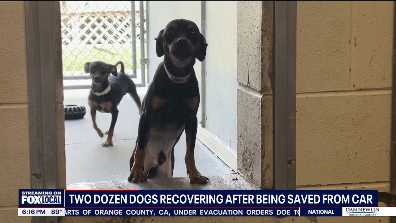 24 puppies rescued from filthy car in Kissimmee recover