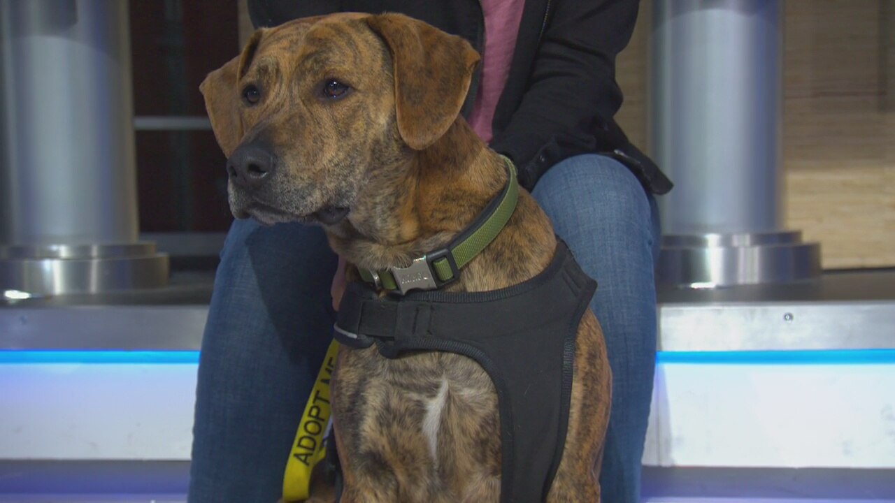 Pet Project: Neon from Paw Wrks