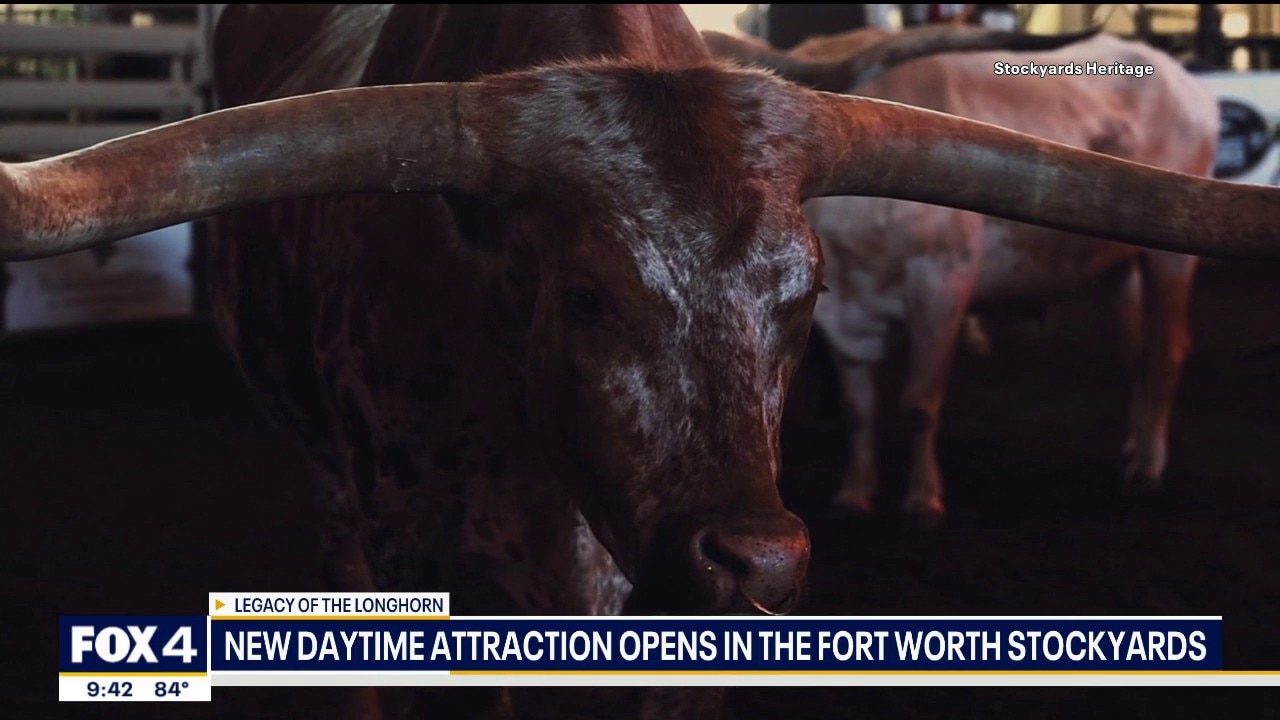 New longhorn attraction opens at Fort Worth Stockyards
