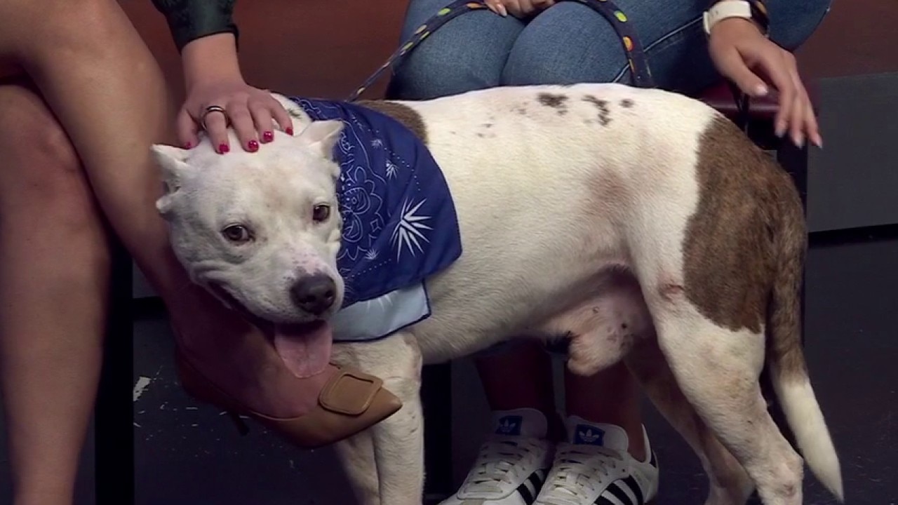 Meet Noble! | Pet of the Week