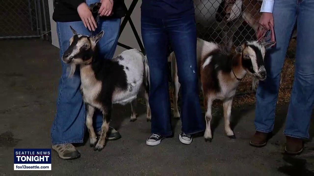Meet the goats of the King County Fair