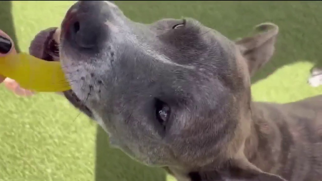 Shelters rooting for local 'underdogs' ahead of Rays game