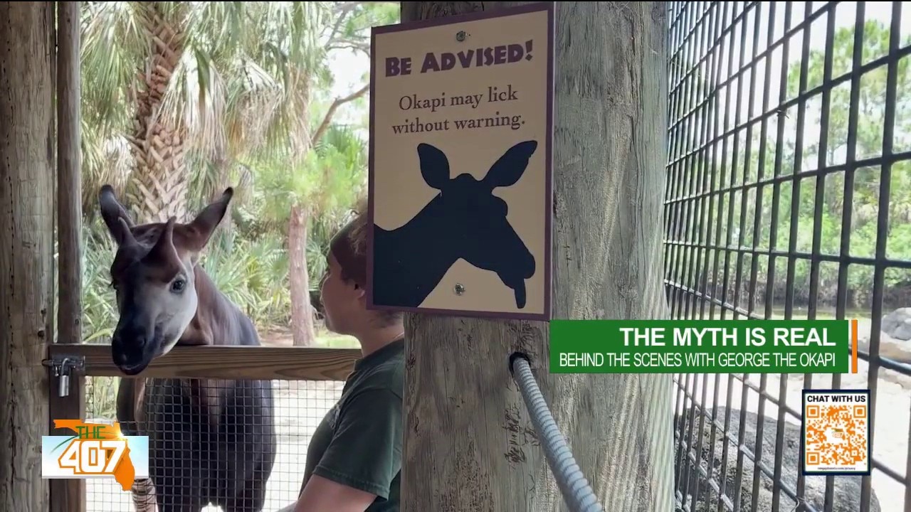 Meet George the okapi in Brevard Zoo animal encounter